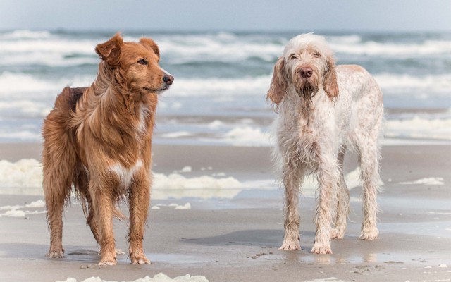 Dogs. Desktop wallpaper