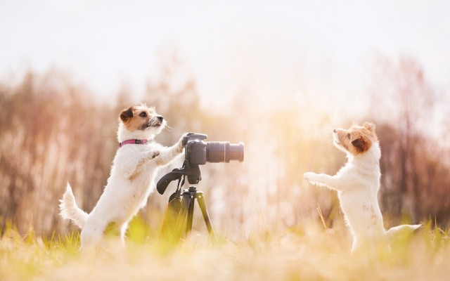 Dogs. Desktop wallpaper