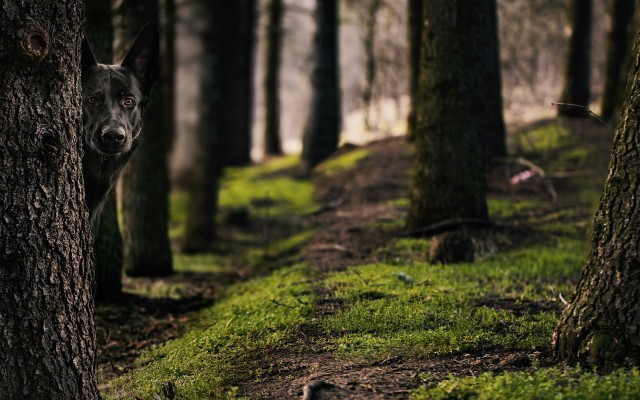 Dogs. Desktop wallpaper