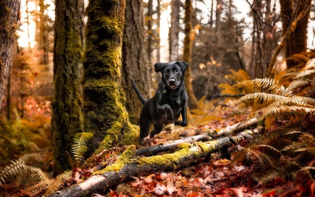 Dogs. Desktop wallpaper