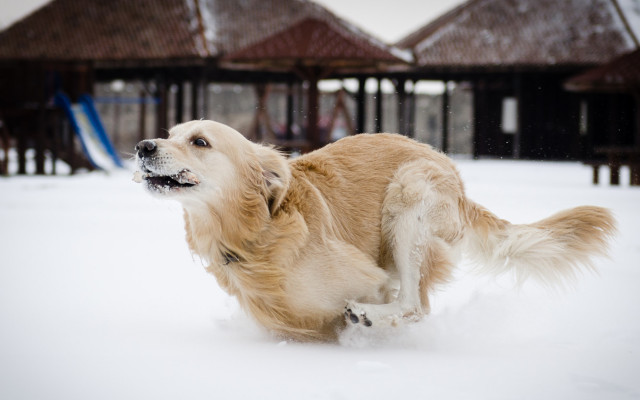 Dogs. Desktop wallpaper