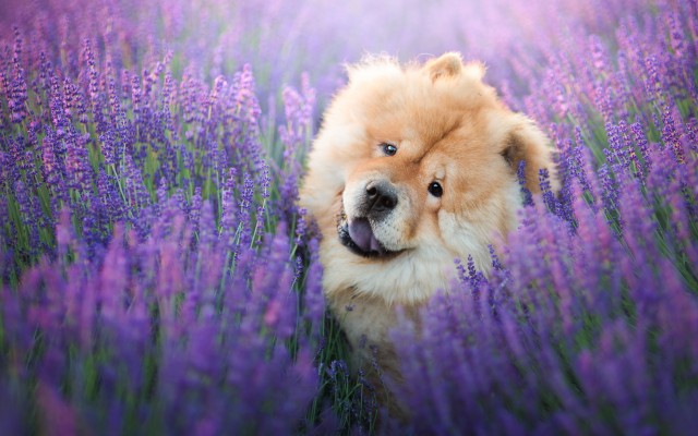 Dogs. Desktop wallpaper