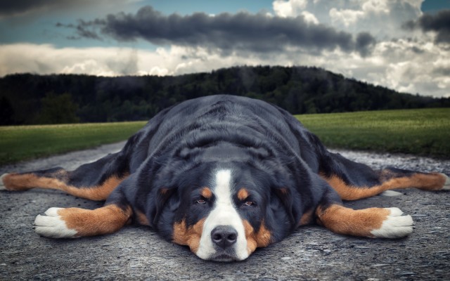 Dogs. Desktop wallpaper