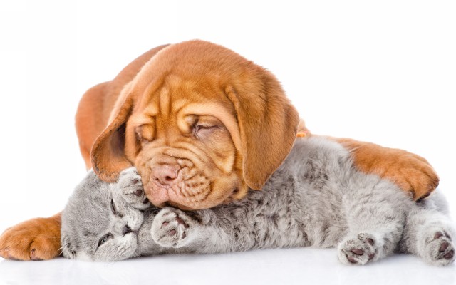 Dogs. Desktop wallpaper