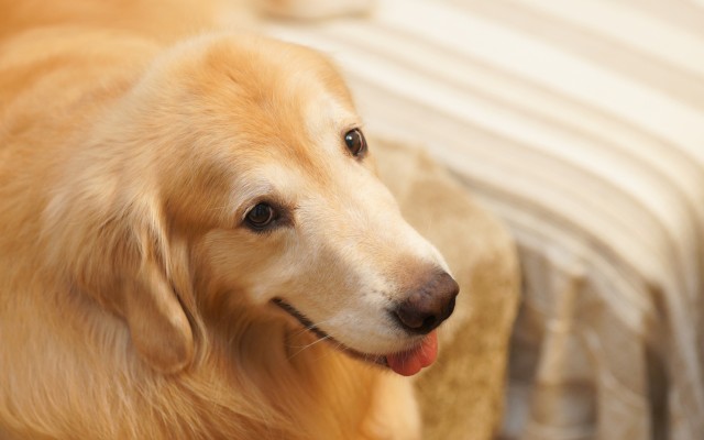 Dogs. Desktop wallpaper