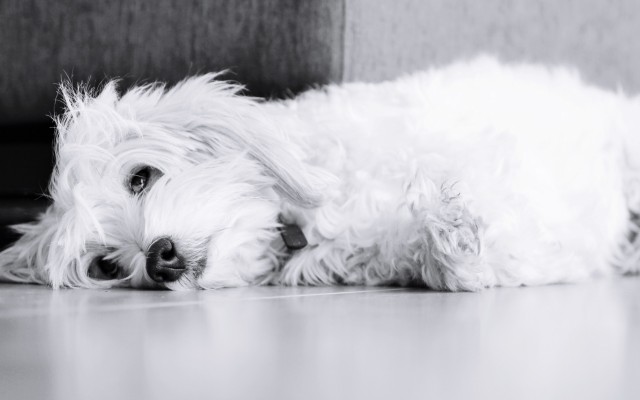 Dogs. Desktop wallpaper