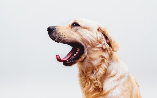 Dogs. Desktop wallpaper
