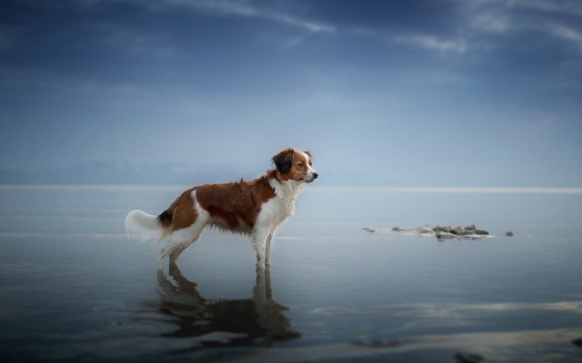 Dogs. Desktop wallpaper