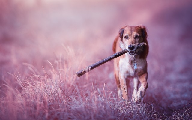 Dogs. Desktop wallpaper