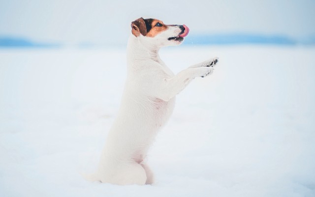 Dogs. Desktop wallpaper