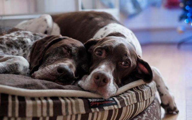 Dogs. Desktop wallpaper
