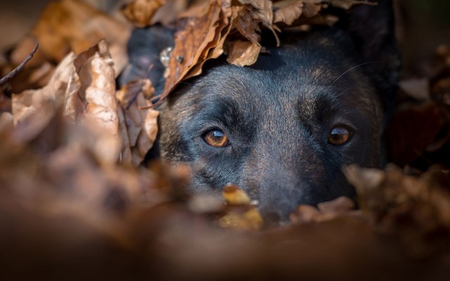 Dogs. Desktop wallpaper