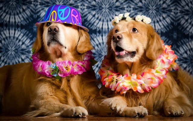 Dogs. Desktop wallpaper