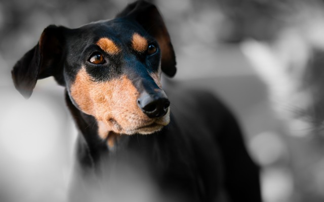 Dogs. Desktop wallpaper