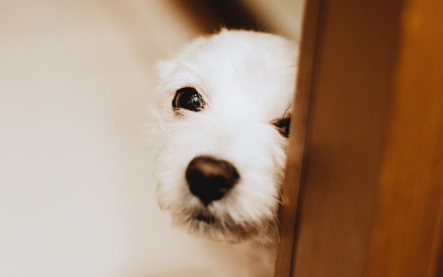 Dogs. Desktop wallpaper