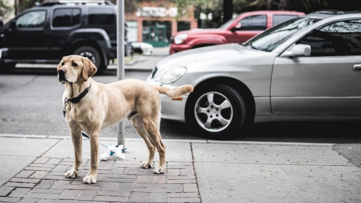 Dogs. Desktop wallpaper