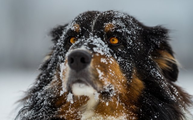Dogs. Desktop wallpaper