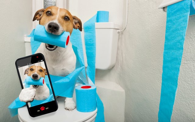 Dogs. Desktop wallpaper
