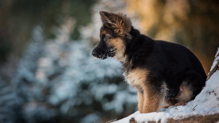 Dogs. Desktop wallpaper