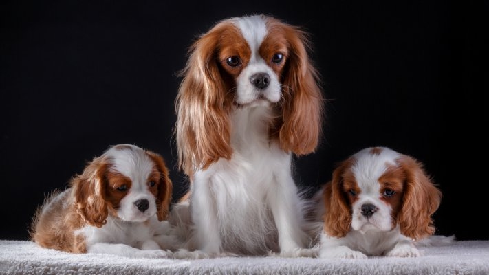 Dogs. Desktop wallpaper