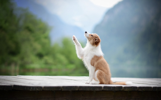Dogs. Desktop wallpaper