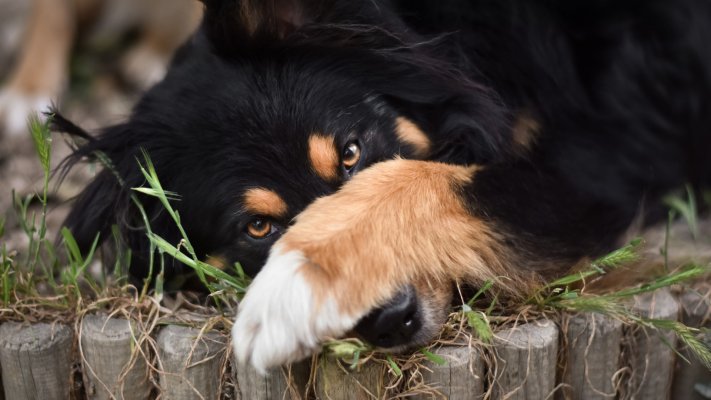 Dogs. Desktop wallpaper