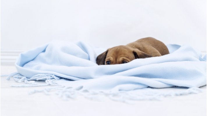 Dogs. Desktop wallpaper