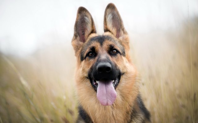 Dogs. Desktop wallpaper