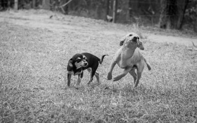 Dogs. Desktop wallpaper