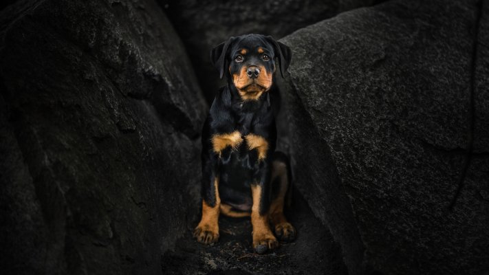 Dogs. Desktop wallpaper