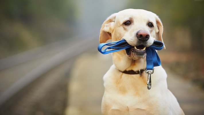 Dogs. Desktop wallpaper