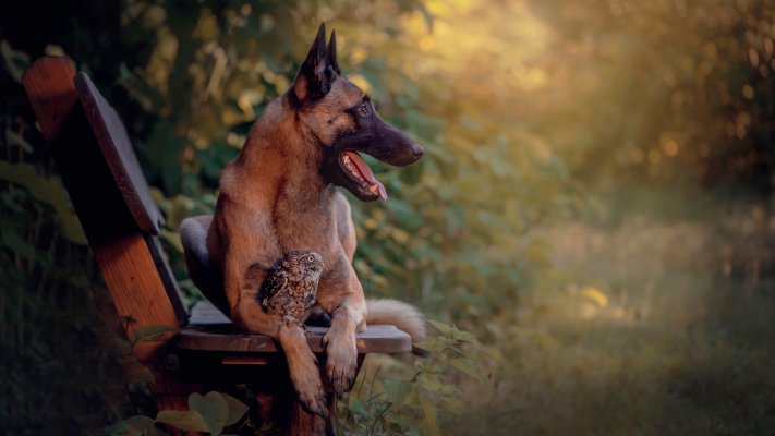 Dogs. Desktop wallpaper
