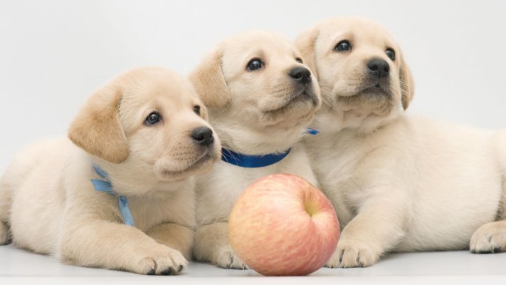 Dogs. Desktop wallpaper