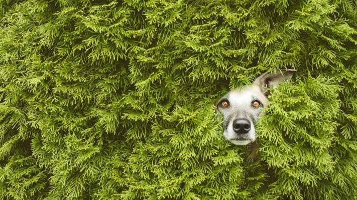 Dogs. Desktop wallpaper