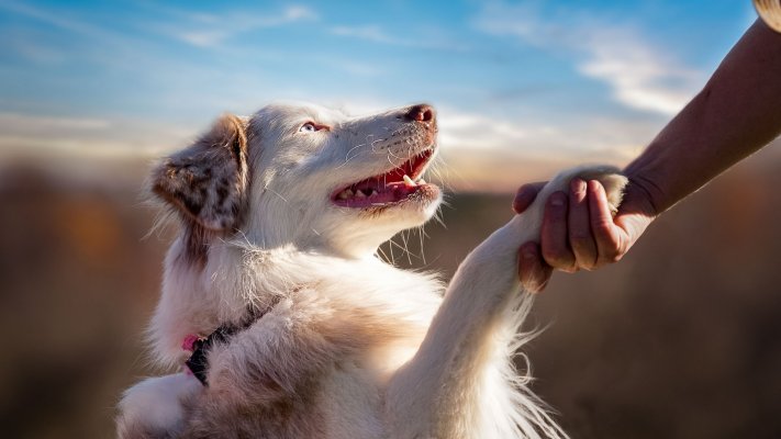 Dogs. Desktop wallpaper