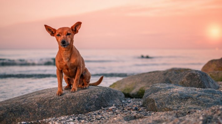 Dogs. Desktop wallpaper