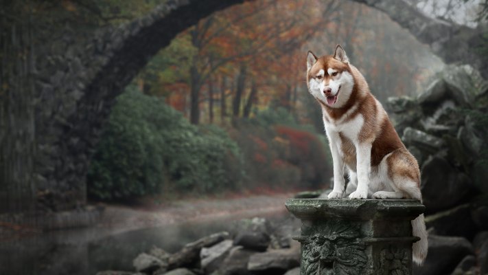 Dogs. Desktop wallpaper