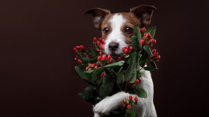 Dogs. Desktop wallpaper
