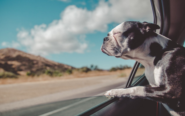 Dogs. Desktop wallpaper