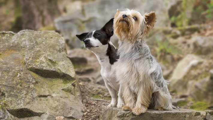 Dogs. Desktop wallpaper