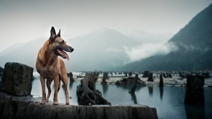 Dogs. Desktop wallpaper