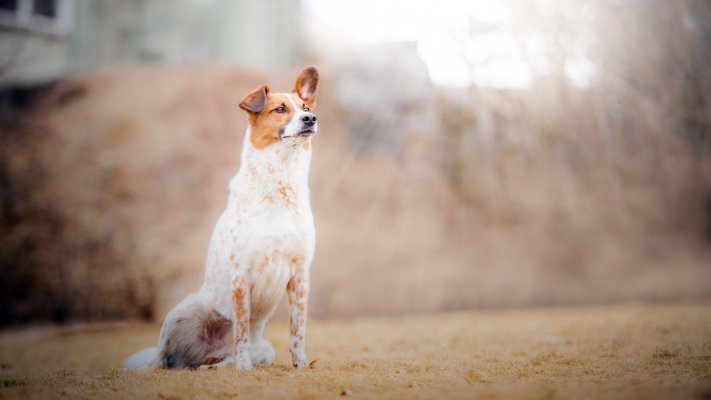 Dogs. Desktop wallpaper