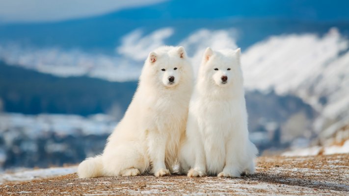 Dogs. Desktop wallpaper