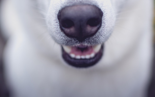 Dogs. Desktop wallpaper
