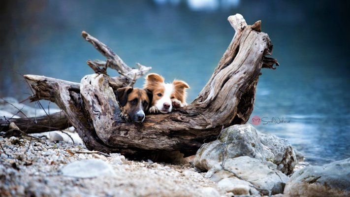 Dogs. Desktop wallpaper