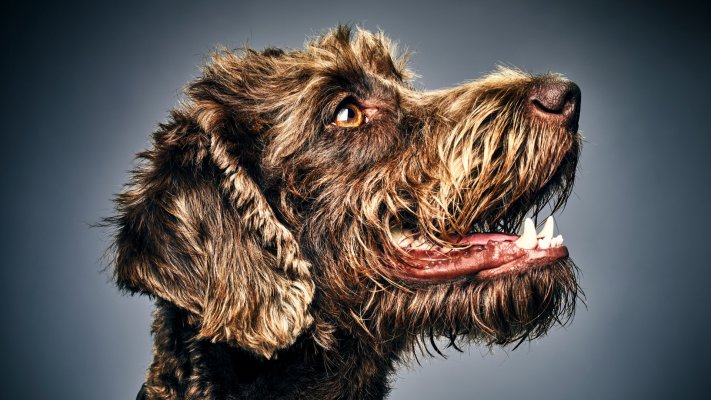 Dogs. Desktop wallpaper