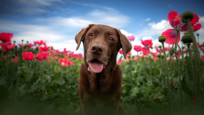 Dogs. Desktop wallpaper