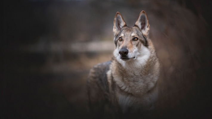 Dogs. Desktop wallpaper