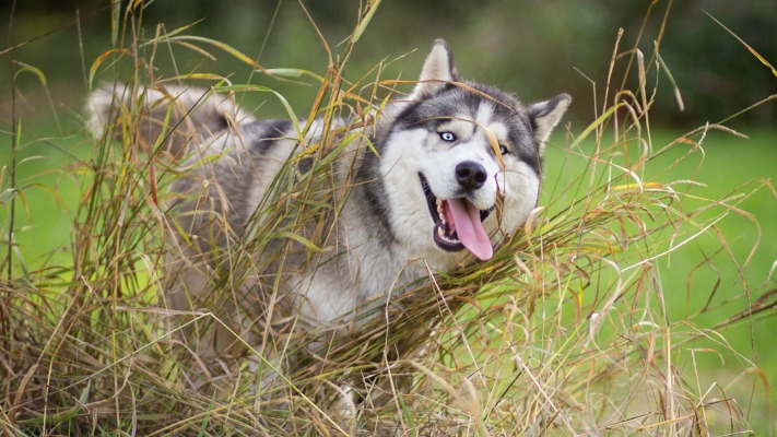 Dogs. Desktop wallpaper