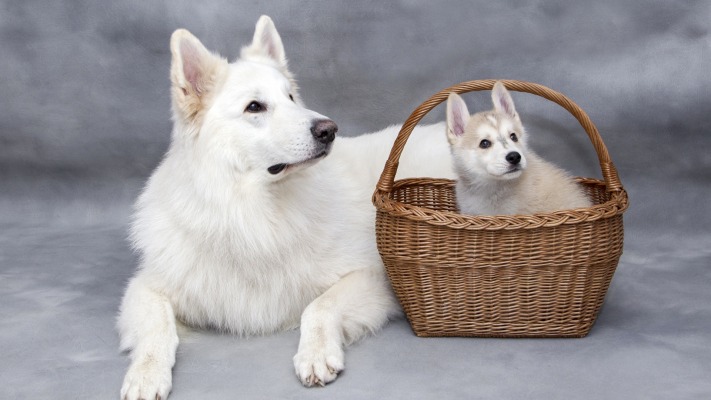 Dogs. Desktop wallpaper